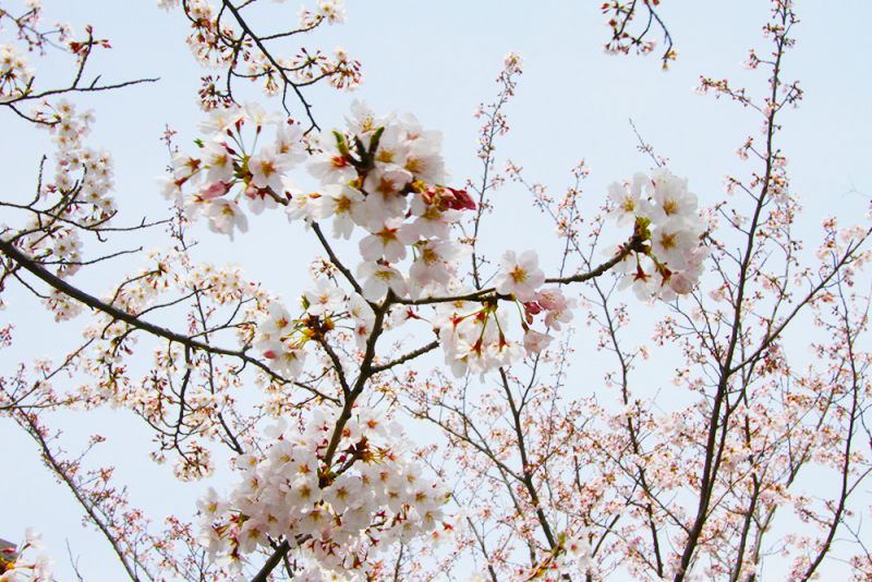 海老川の桜写真