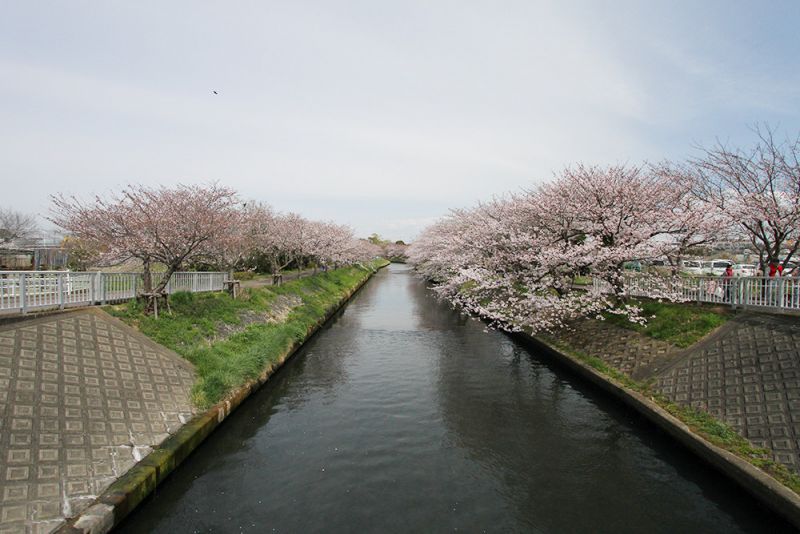 海老川の桜写真